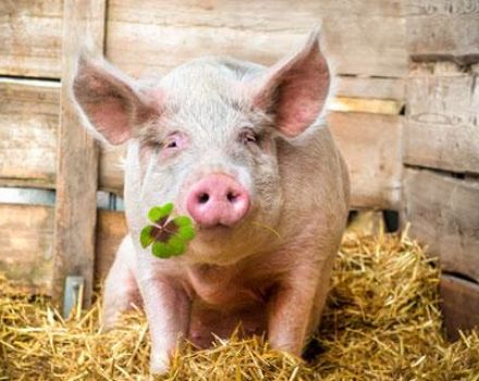 Шта свиње једу и шта да их хране како би брзо расле код куће