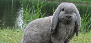 Description et caractéristiques des lapins béliers français, en prendre soin