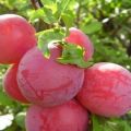 Vyšnių slyvų veislės „Lama“ aprašymas, apdulkintojai, sodinimas ir priežiūra