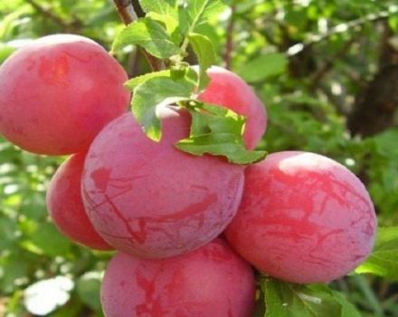 Paglalarawan ng iba't-ibang cherry plum Lama, pollinator, pagtatanim at pangangalaga
