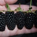 Beschreibung und Anbau der Sorte Giant Blackberry, Pflegeeigenschaften