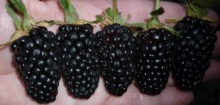 Description and cultivation of the Giant blackberry variety, care features