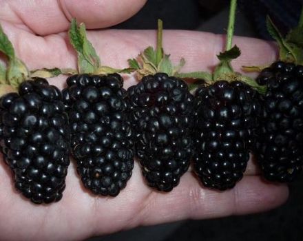 Beschreibung und Anbau der Sorte Giant Blackberry, Pflegeeigenschaften