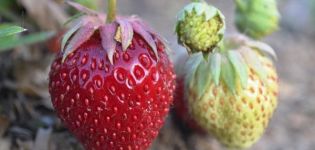 Descrierea și caracteristicile soiului de căpșuni Tago, tehnologia de cultivare