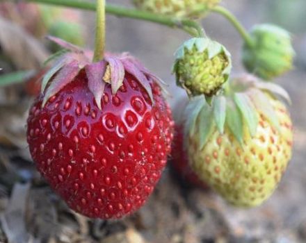 Description and characteristics of the strawberry variety Tago, cultivation technology