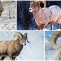 Caratteristiche dell'habitat e della forma fisica delle pecore bighorn, cosa mangiano