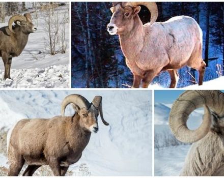 Habitat and fitness traits of bighorn sheep, what they eat