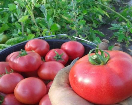Beskrivelse af Werner-tomatsorten, dens egenskaber og udbytte