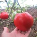 Tomaattilajikkeen ominaisuudet ja kuvaus Makea ihme, sen sato