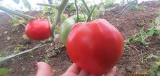 Značajke i opis sorte rajčice Slatko čudo, njegov prinos