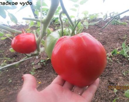 Charakteristika a popis odrůdy rajčat Sladký zázrak, jeho výnos