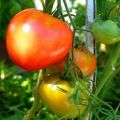Danko domates çeşidinin tanımı ve verimi