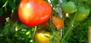 Danko domates çeşidinin tanımı ve verimi