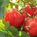 Eigenschaften und Beschreibung der Tomatensorte Beef Beef, deren Ertrag