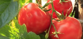 Tomaattilajikkeen Beef Beef ominaisuudet ja kuvaus, sen sato