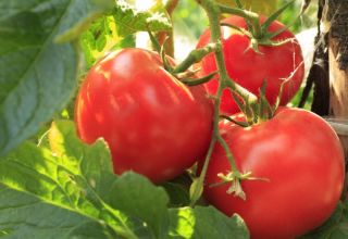 Pomidorų veislės jautiena jautiena, jos derlius ir apibūdinimas
