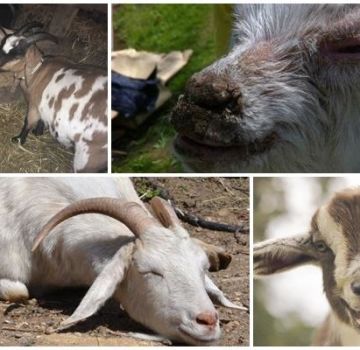 Uzroci pjene u ustima koze i liječenje nedostatka tiamina