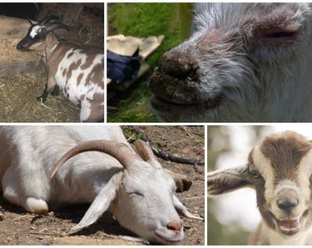 Uzroci pjene u ustima koze i liječenje nedostatka tiamina