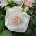 Opis odrody ruže Aspirín, kultivácia, starostlivosť a rozmnožovanie