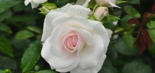 Descrizione della varietà di rose Aspirina, coltivazione, cura e riproduzione