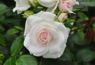 Descripción de la variedad de rosa Aspirina, cultivo, cuidado y reproducción.