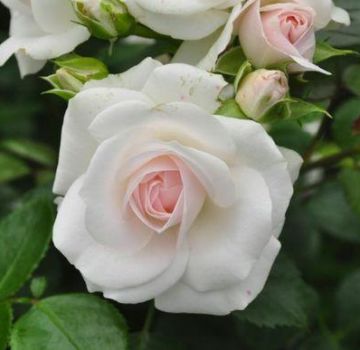 Descripció de la varietat de rosa Aspirina, cultiu, cura i reproducció