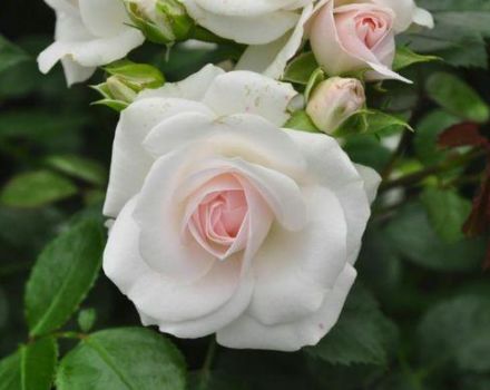 Popis odrůdy růže Aspirin, kultivace, péče a reprodukce