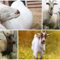 ¿Cuánto tiempo tarda una cabra en caminar después del parto y los signos de caza?