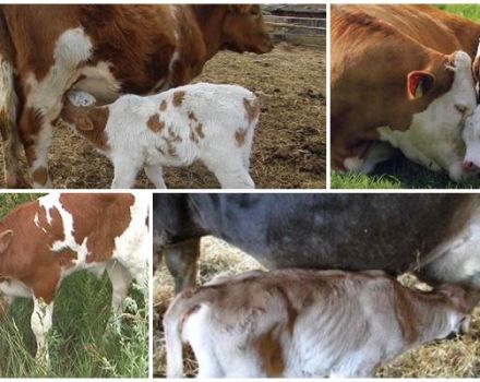Top 5 metoder til at fravænne en kalv fra at sutte en ko og en veterinærråd