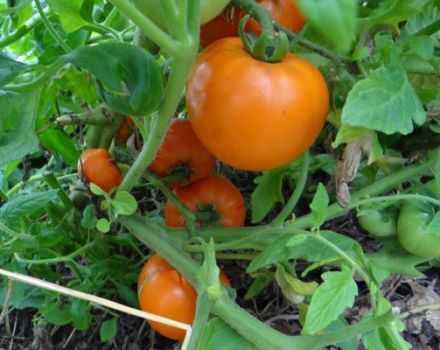 Beschreibung der Tomatensorte Honigtau und ihrer Eigenschaften