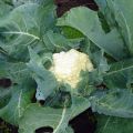 Kako uzgajati i brinuti se za karfiol na otvorenom