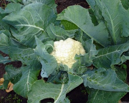 How to grow and care for cauliflower outdoors