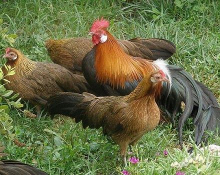 Beskrivning och villkor för att hålla kycklingar av rasen Phoenix