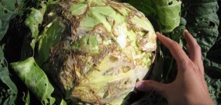 Diseases and pests of white cabbage and the fight against them