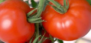 Beskrivelse af Akulina-tomatsorten, dens egenskaber og udbytte