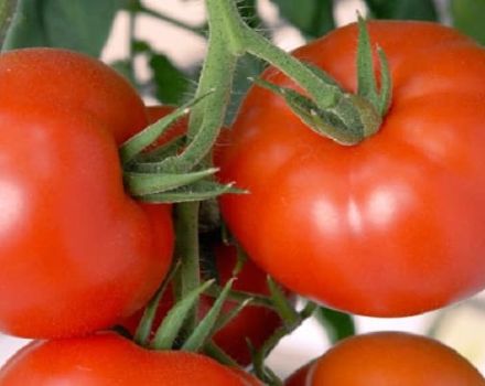 Beskrivelse af Akulina-tomatsorten, dens egenskaber og udbytte