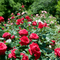 Beschrijving van polyanthus-variëteiten van rozen, verzorging en teelt uit zaden en stekken