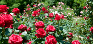 Descrizione delle varietà di rose polyanthus, cura e coltivazione da semi e talee