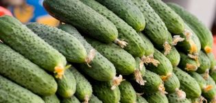 Descripció de la varietat de cogombre Marinda, rendiment i cultiu