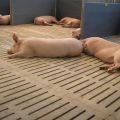 Wat is beter om een ​​spleetvloer te maken voor een varkensstal en hoe je het zelf kunt doen