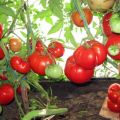 Egenskaber og beskrivelse af tomatsorten Babushkino Lukoshko, dens udbytte