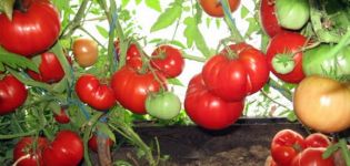 Charakterystyka i opis odmiany pomidora Babushkino Lukoshko, jej plon