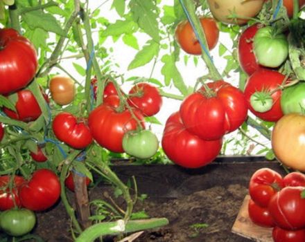 Charakteristika a opis odrody paradajok Babushkino Lukoshko, jej výnos