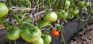 Productiviteit, kenmerken en beschrijving van de tomatenvariëteit Kubyshka