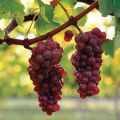 Description and characteristics of Pinot Grigio grapes, pros and cons, cultivation