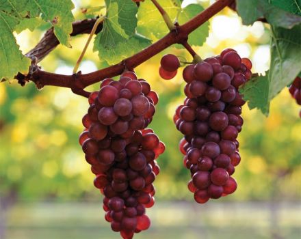 Opis i charakterystyka winogron Pinot Grigio, zalety i wady, uprawa