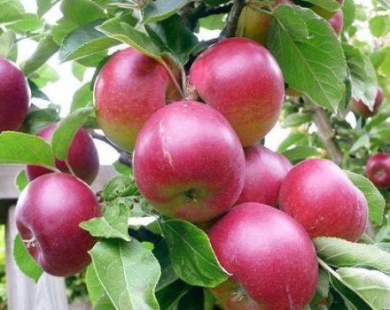 Beskrivelse og karakteristika for lingonberry æblesorten, hvad er underarten og vækstregionerne
