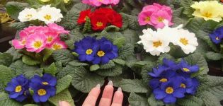 Planting and caring for perennial garden primrose, growing from seeds