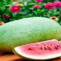 Popis odrůdy melounu poblíž moskevského Charlestonu Grey, rysy pěstování a péče