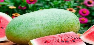 Beskrivelse af mangfoldigheden af ​​vandmelon nær Moskva Charleston Gray, funktioner i dyrkning og pleje